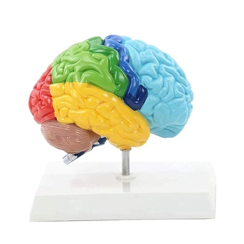 Az agy jobb féltekéje Emberi test modell PVC 1: 1 a diákok tanításához Tanulmányi összeállítási modell