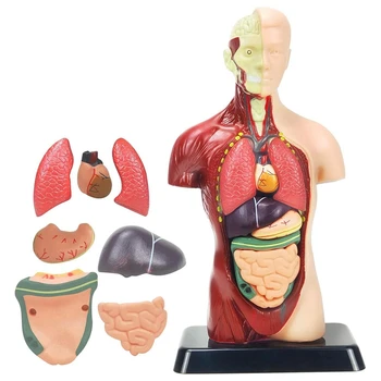 Emberi testmodell gyerekeknek 11 hüvelykes többszínű emberi törzs anatómiai modell játékok 8 db kivehető anatómiai baba szívvel és szervekkel
