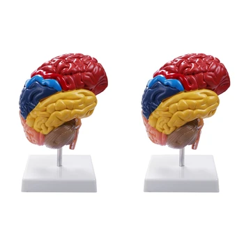 2X Agyi anatómiai modell anatómia 1:1 Fél agy Agytörzsi oktatólabor kellékek