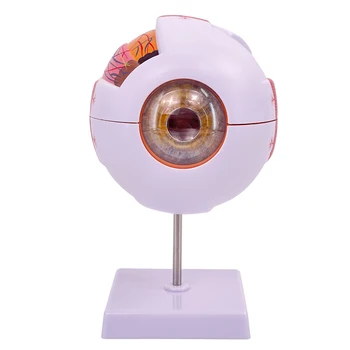 Az orvosi emberi test anatómiai modellje a szemgolyó hatszoros megnagyobbodásával A szem szerkezete Öt érzékszerv Szemészet